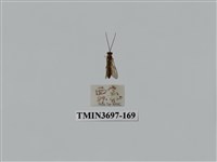 藏品(膜翅目(蜂))的圖片